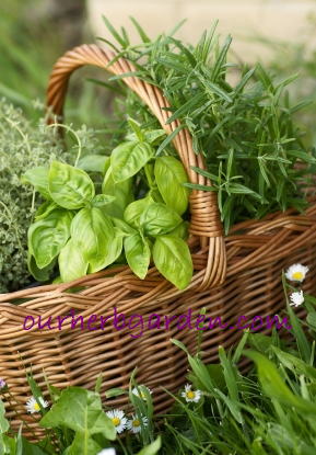 herb-basket