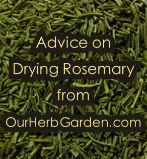 Fresh Rosemary vs. Dried Rosemary– iSpice You